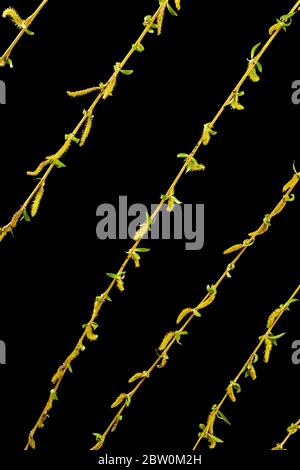 Un salice eurasiatico piangente con rami e foglie in coda, isolato su sfondo nero Foto Stock