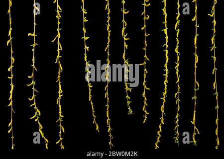 Un salice eurasiatico piangente con rami e foglie in coda, isolato su sfondo nero Foto Stock