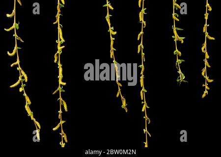 Un salice eurasiatico piangente con rami e foglie in coda, isolato su sfondo nero Foto Stock
