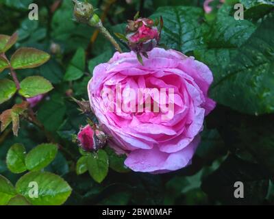 Fiore viola di rosa di ligh con boccioli e gocce di pioggia da vicino Foto Stock