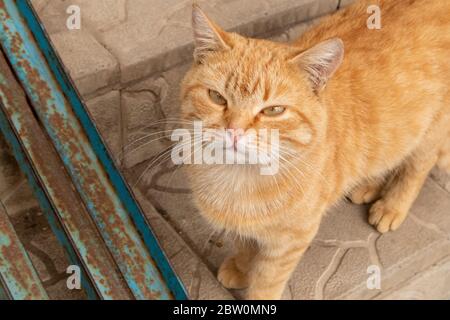 Via gatto rosso passeggiate lungo i gradini della scala. Foto Stock