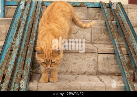 Via gatto rosso passeggiate lungo i gradini della scala. Foto Stock