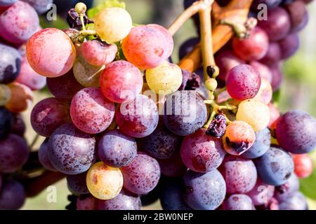 colorate bolle di uva rotonde di colore rosso blu porpora arancio e giallo. Azienda vinicola professionale Foto Stock