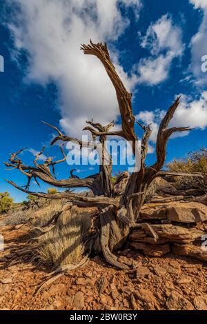 Dead Utah Juniper, Juniperus osteosperma, nell'area di Murphy Point a Island in the Sky nel Canyonlands National Park, Utah, USA Foto Stock