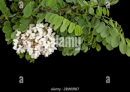 Fioritura di inforescenza di acacia bianca, isolata su sfondo nero Foto Stock