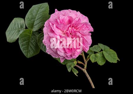 Fiore rosa di rosa, isolato su sfondo nero Foto Stock