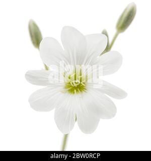 Fiore bianco di Cerastium, isolato su sfondo bianco Foto Stock