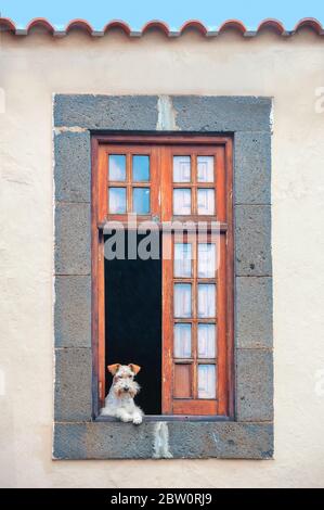 Solo piccolo cane che guarda fuori dalla finestra aperta per la strada. Concetto di isolamento autonomo, quarantena Foto Stock