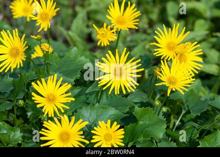 Bane del leopardo austriaco (Doronicum orientale) fiori gialli nel giardino estivo Foto Stock