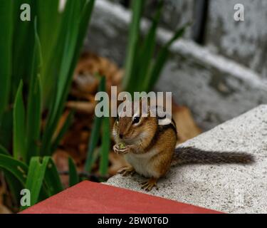 Un simpatico Chipmunk mangia la sua colazione in una calda mattina di primavera e in cemento. Piante verdi e foglie secche riempiono lo sfondo dell'immagine. Foto Stock