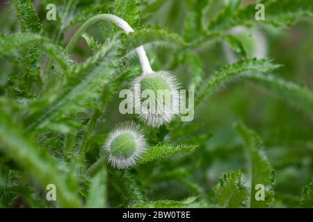 Papavero orientale (Papaver orientale) gemme circa a fiorire Foto Stock