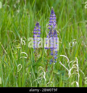 Fiori di lupino viola grazioso fra l'erba verde al Turnbull Wildlife Refuge vicino a Cheney, Washington. Foto Stock