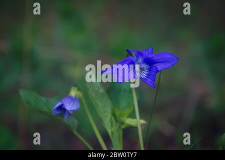 Primo piano di fiori viola di primavera Viola odorata. Viola odorata di legno o viola dolce. Foto Stock