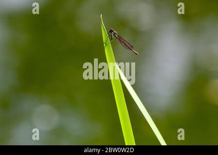 Una libellula rossa poggiata su una canna verde sullo sfondo del fogliame del bokeh Foto Stock