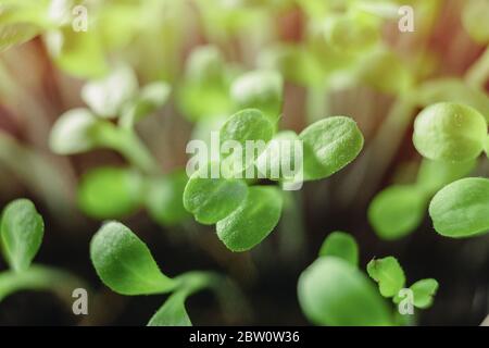 Micro green freschi, in crescita, macro fotografia. Superfood verde cresciuto a casa Foto Stock