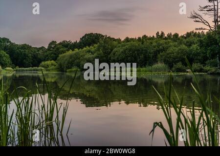 Alba / alba sul lago ornamentale al parco comune durante la primavera, Southampton, Hampshire, Inghilterra, Regno Unito Foto Stock