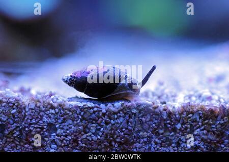 Nassa fango lumaca (cane whelks) - Nassarius arcularius Foto Stock