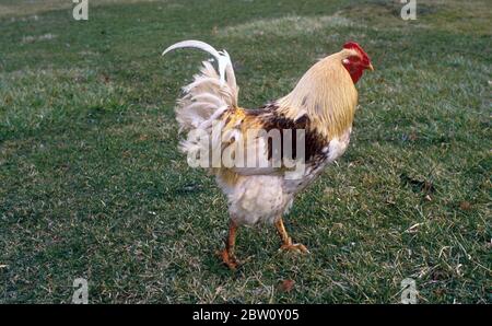 Pollo in cortile. Foto Stock