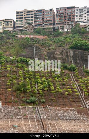 Wushan, Chongqing, Cina - 7 maggio 2010: Gola di WU nel fiume Yangtze. Pendio rinforzato con alberi piantati di fresco e alti edifici residenziali sulla cima u Foto Stock