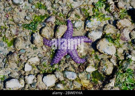 Vista dall'alto della stella marina viola sulla spiaggia sull'Isola di Vancouver Foto Stock