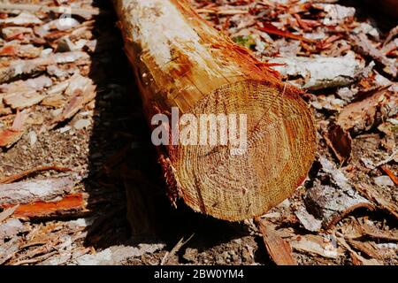 Cedro log spogliato di corteccia Foto Stock