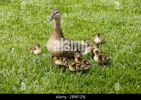 Una femmina (gallina) anatra mallard guarda sulla sua covata di otto piccole anatroccoli nel sud della California Foto Stock