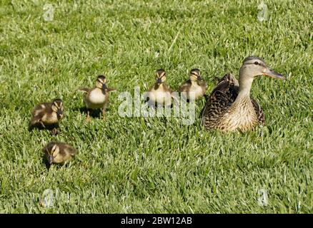 Una femmina (gallina) anatra mallard guarda sulla sua covata di cinque piccole anatroccoli nel sud della California Foto Stock