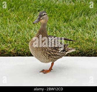 Femmina (gallina) anatra mallard in piedi su una gamba sul patio nel cortile della casa della California del Sud Foto Stock