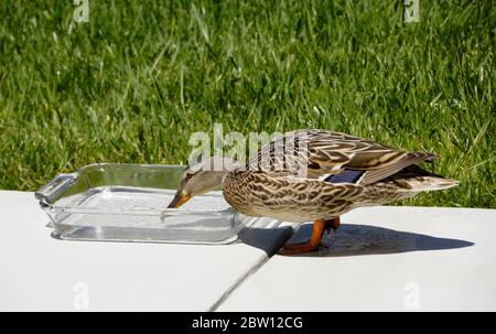 Femmina (gallina) anatra mallard bere acqua fresca da ciotola sul patio nel cortile della California meridionale casa Foto Stock