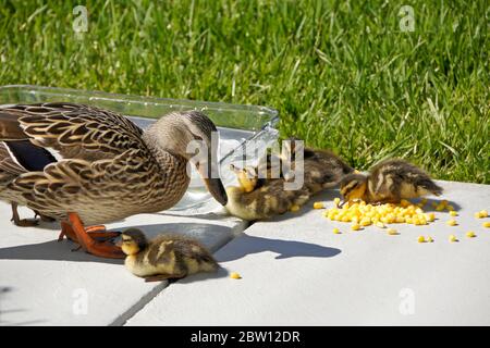 Femmina (gallina) anatra mallard e anatroccoli mangiare grano congelato vicino alla ciotola di acqua dolce sul patio nel cortile della casa della California del Sud Foto Stock