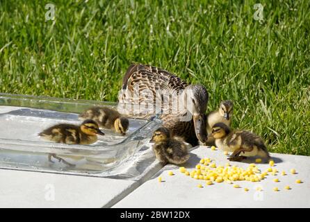 Femmina (gallina) anatra mallard e anatroccoli mangiare grano congelato vicino alla ciotola di acqua dolce sul patio nel cortile della casa della California del Sud Foto Stock