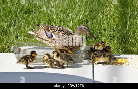 Femmina (gallina) anatra mallard e anatroccoli mangiare grano congelato vicino alla ciotola di acqua dolce sul patio nel cortile della casa della California del Sud Foto Stock