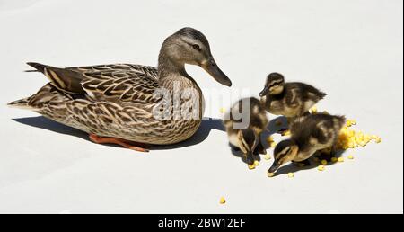 Femmina (gallina) anatra mallard e anatroccoli mangiare mais congelato sul patio nel cortile della casa della California del Sud Foto Stock