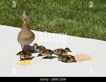 Femmina (gallina) anatra mallard e anatroccoli mangiare grano congelato e pollame mangimi sul patio nel cortile della California meridionale casa Foto Stock