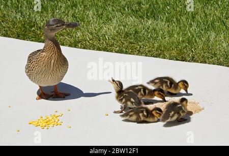 Femmina (gallina) anatra mallard e anatroccoli mangiare grano congelato e pollame mangimi sul patio nel cortile della California meridionale casa Foto Stock