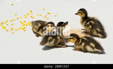Anatroccoli Mallard mangiare pollame e mais sul patio nel cortile della casa della California meridionale Foto Stock