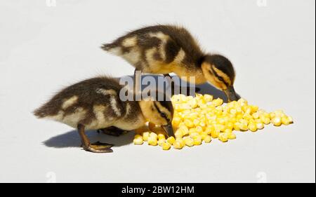 Anatroccoli Mallard mangiare mais sul patio nel cortile della casa della California del Sud Foto Stock