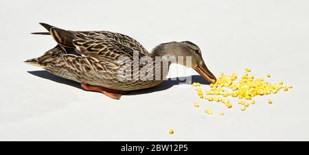 Femmina (gallina) anatra mallard mangiare mais congelato sul patio nel cortile della casa della California del Sud Foto Stock