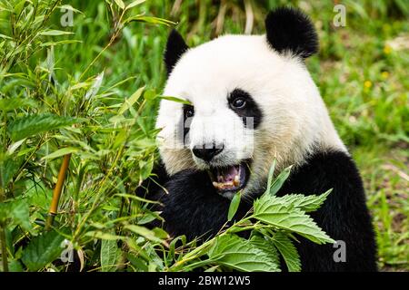 Berlino, Germania. 28 Maggio 2020. Panda gigante 'Meng Meng' è visto allo Zoo di Berlino, capitale della Germania, 28 maggio 2020. Lo Zoo di Berlino riaprì al pubblico il 28 aprile dopo una chiusura di oltre un mese a causa del COVID-19. I panda giganti 'Meng Meng', 'Jiao Qing' dalla Cina e i loro gemelli 'Meng Xiang', 'Meng Yuan' hanno attratto numerosi visitatori anche se sono ancora imposti restrizioni nello zoo. Credit: Binh Truong/Xinhua/Alamy Live News Foto Stock
