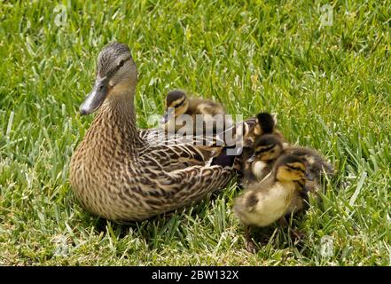 Femmina (gallina) anatra mallard e anatroccoli riposanti in erba con un anatroccolo seduto sulla schiena, California del Sud Foto Stock