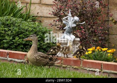 Femmina (gallina) anatra mallard con anatroccoli nel cortile della casa della California meridionale Foto Stock