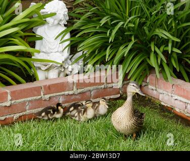 Femmina (gallina) anatra mallard con anatroccoli nel cortile della casa della California meridionale Foto Stock