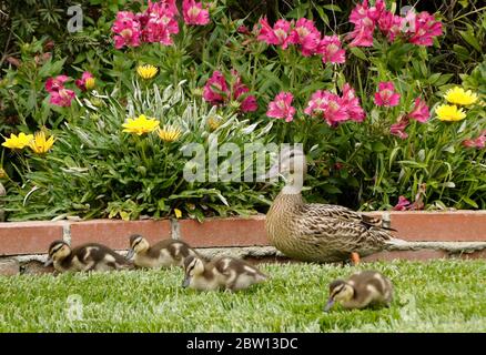 Femmina (gallina) anatra mallard con anatroccoli nel cortile della casa della California meridionale Foto Stock