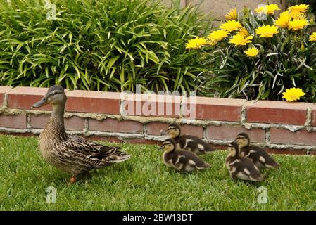 Femmina (gallina) anatra mallard con anatroccoli nel cortile della casa della California meridionale Foto Stock