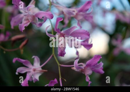 Orchidee Brassavola nel giardino delle orchidee Foto Stock