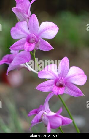 Bella orchidea rosa closeup fiori. orchidea dendrobium. Orchidea rosa e bianca isolato su sfondo verde. Orchidea fiore in giardino. Foto Stock