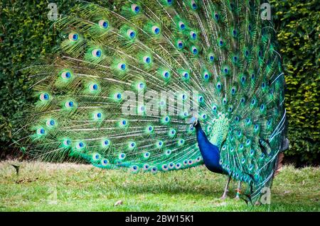 Un maschio peafowl (peacock) con la sua coda di piume in full fan display. La foto è stata scattata nei giardini del Castello di Warwick. Foto Stock