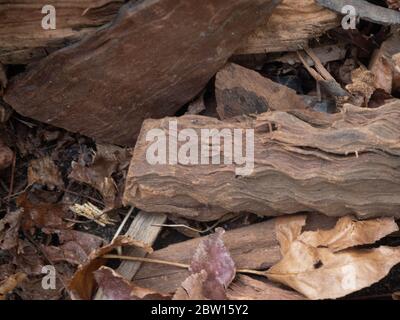 legno tritato sul terreno Foto Stock