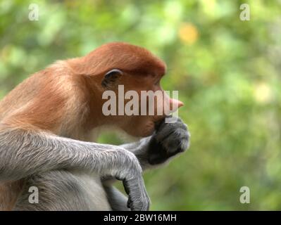 La scimmia Probosca sta mangiando le banane Foto Stock