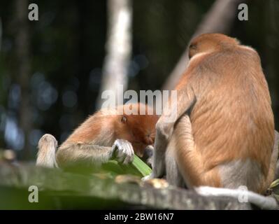 La scimmia Probosca sta mangiando le banane Foto Stock